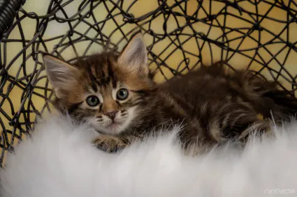 Chaton Burning Brave